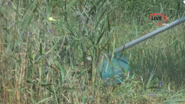 Тест нож и леска. Триммер электрический Hyundai GC 1400/1000. смотреть онлайн