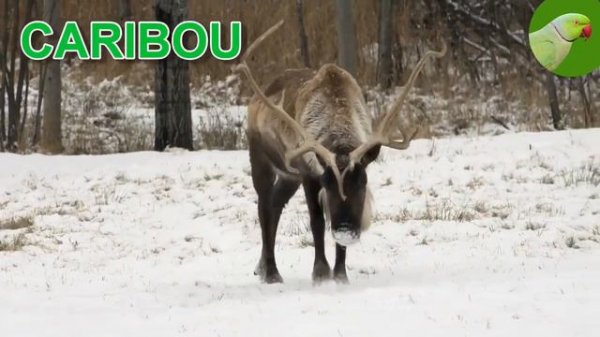 HERBIVOROUS ANIMALS NAMES 🐇 SOUNDS AND BEHAVIOR 🌿