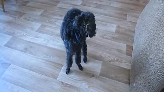 Тоша злится. смотреть онлайн