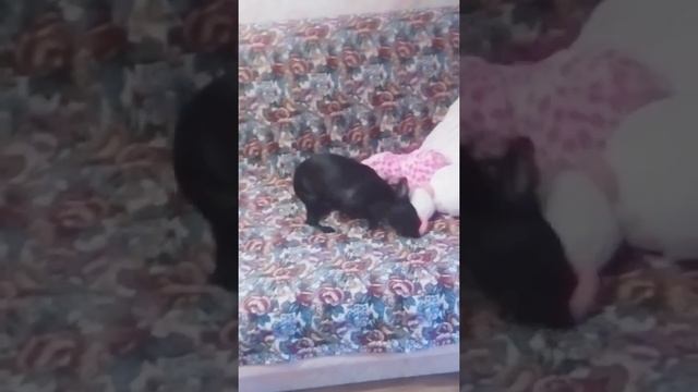 Сушим лапки смотреть онлайн