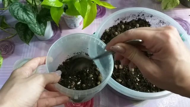 Сциндапсусы?Эпипремнумы?Обзор в июне?Уход?Грунт?Размножение?Марбл Квин?Марбл Эппл?Неон?Пиктус