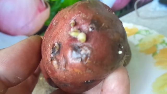 МОЖНО ЛИ РЕЗАТЬ КРУПНЫЙ СЕМЕННОЙ КАРТОФЕЛЬ? Ольга Чернова. смотреть онлайн