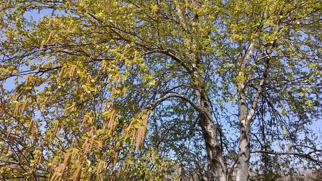 Звуки весны. Береза в мае. Футаж - цветущая береза. смотреть онлайн