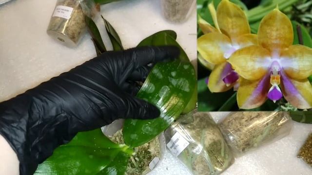 Пополняю коллекцию орхидей очень красивыми фаленопсисами от Yaphon. Спасибо любимой группе в ВК!!!) смотреть онлайн