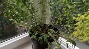 Расцвела годеция. ч. 11. в горшке на балконе.