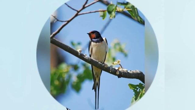 Ласточка *** Пение ласточки *** Пение птиц смотреть онлайн