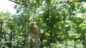 Виноград  "Саперави северный" - чемпион.