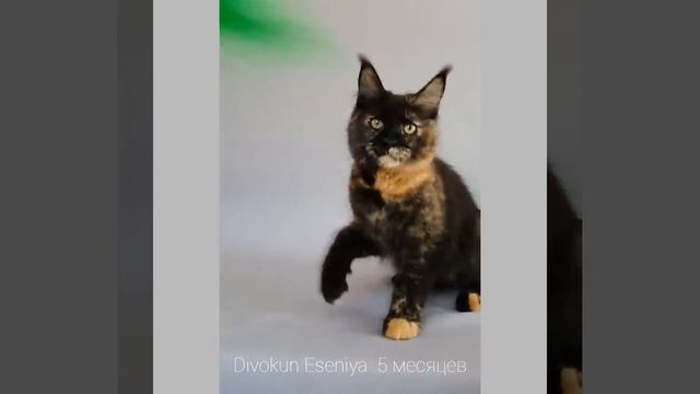 ДивоКун Есения (5 месяцев) Кошечка мейн кун черепахового окраса смотреть онлайн