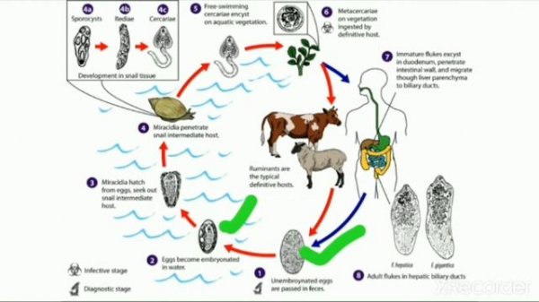 Life cycle of Fasciola hepatica & their larva.
