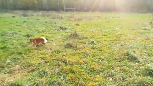 ВЛОГ / VLOG / УВЛИУВТ / Гуляем / смотреть онлайн