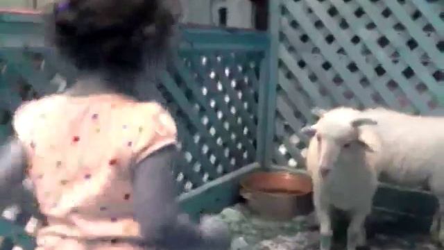 Бой с бараном смотрим до конца смотреть онлайн