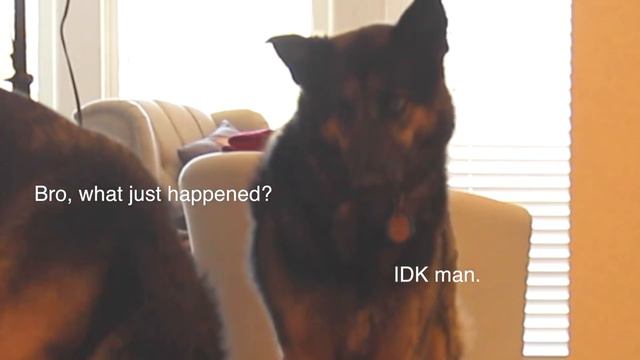BOOK DETECTIVES! (FT. Lindsay & PUPPIES!) смотреть онлайн