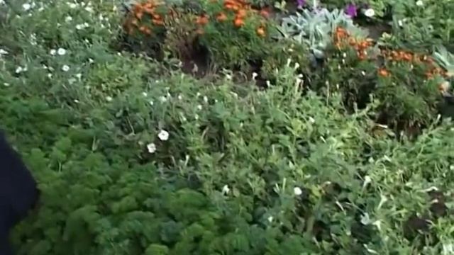 Чудаки - Алексей Курносов смотреть онлайн