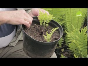 Как ухаживать за папоротниками в саду