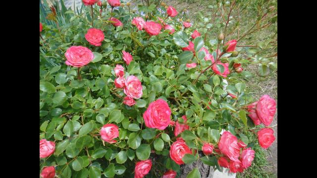 МОЙ ЦВЕТУЩИЙ САД В ИЮНЕ 2019Г. смотреть онлайн