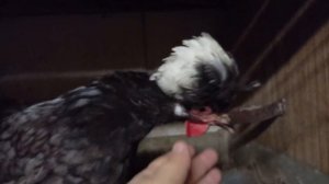 Голландская белохохлая. Яйценоскость. Цыплята.