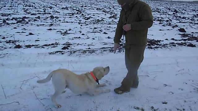 собака породы лабрадор смотреть онлайн