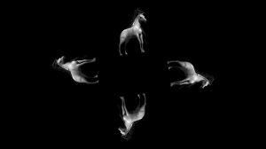 3D - голограмма "Весёлые животные" / видео для 3d-пирамиды