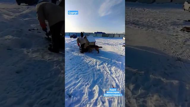 Сургут Волонтеры группы Верное Сердце смотреть онлайн
