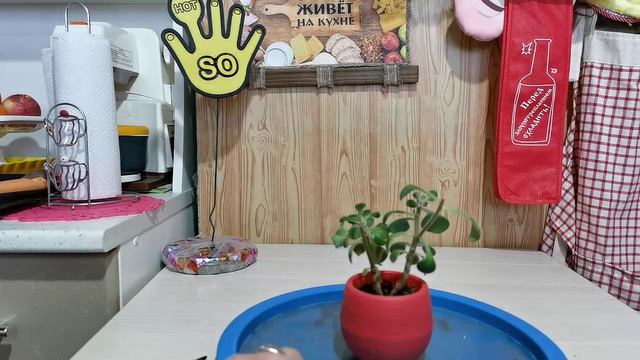 Аихризон (дерево любви) Бонсай из суккулентов 1 часть