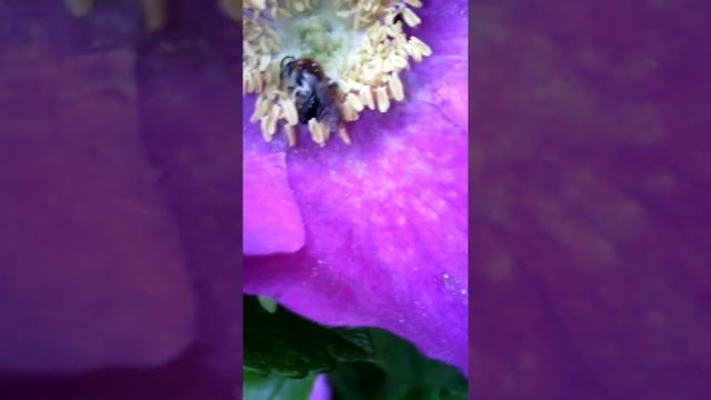 Опыление цветка насекомыми смотреть онлайн