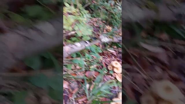 Такого я еще не видел!!!! это грибной рай