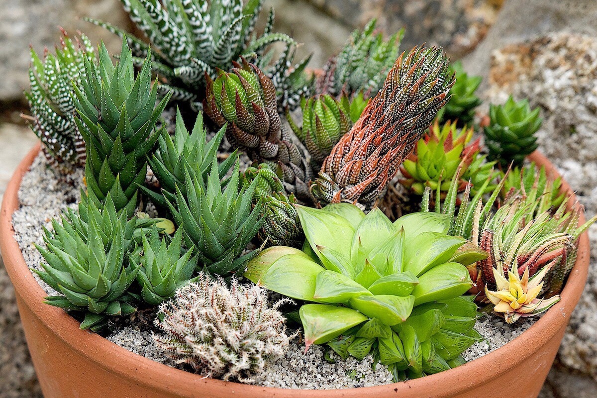 Хавортия - приметы и суеверия. Энергетический барометр вашего дома смотреть онлайн