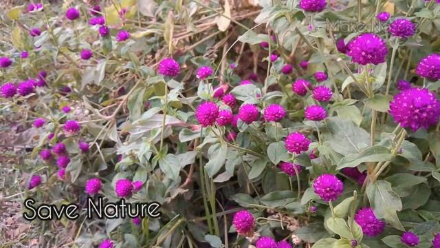 Gomphrena Globosa | Make Nature смотреть онлайн