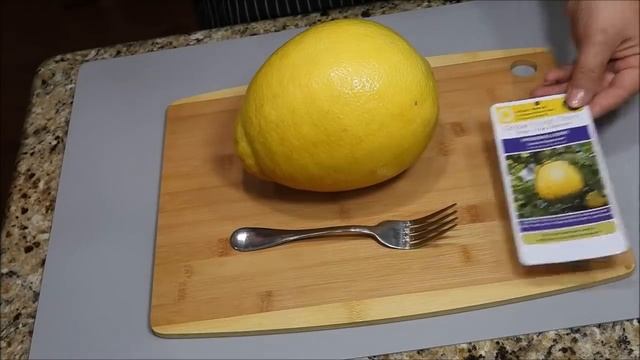 Вырастила в саду ЛИМОНЫ - МОНСТРЫ! Угадайте вес! смотреть онлайн