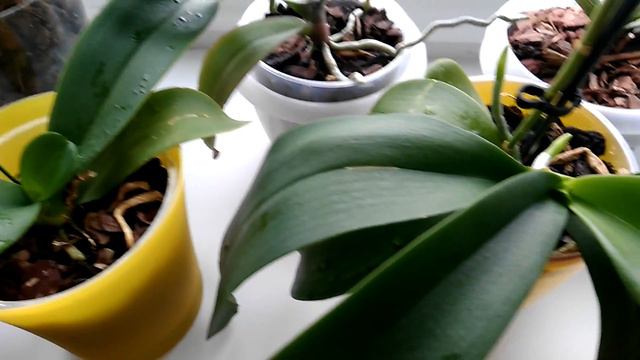 Орхидеи и препарат Рибав Экстра. Обзор обработанных орхидей. смотреть онлайн