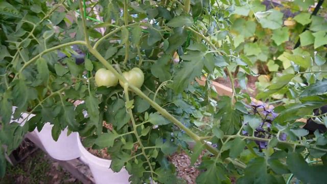 The Garden Is BOOMING ! June Garden Tour 2023