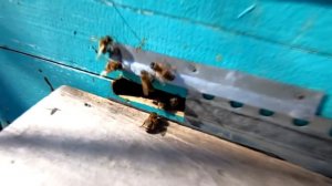 КАКИЕ ЛЕТКИ И НА СКОЛЬКО ОТКРЫВАЮ ПРИ ОБЛЕТЕ ПЧЕЛ ВЕСНОЙ!