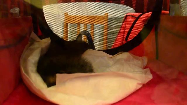 Беспокойный хорек смотреть онлайн