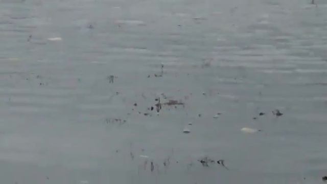 Озеро кишит карасем ))) смотреть онлайн