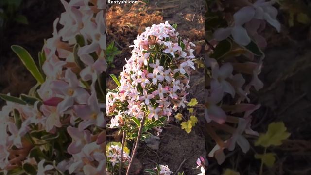 Цветет красотка Дафна. смотреть онлайн