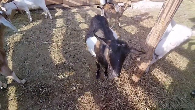 Коза перед окотом. Детки ждут козлят.