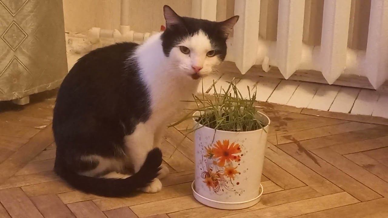 Кот Тиша кушает траву смотреть онлайн