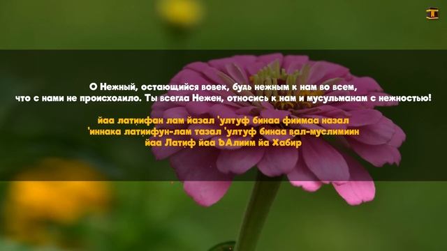 дуа для утра и хорошего дня - дуа для успокоения души - красивое чтение дуа | Дуа на каждый день смотреть онлайн