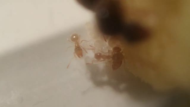 Первые Рабочии у Lasius Flavus || Содержание вида. смотреть онлайн
