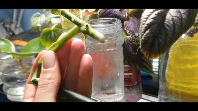 Micro Update - Monstera Standleyana Variegata Cutting - Plant Tips with Empress смотреть онлайн