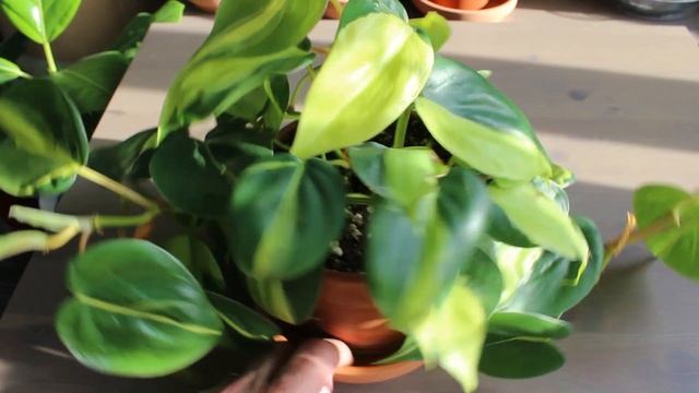 Philodendron Brasil Care