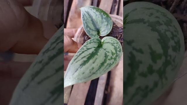 Scindapsus Silver Army