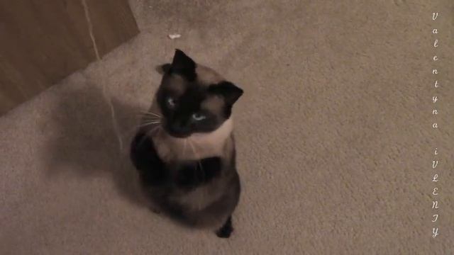 Без кота - скукота ! | Cat Games смотреть онлайн
