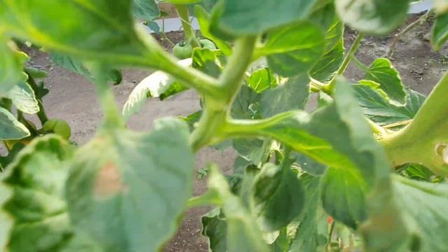 Обрезала листья у помидоров , несмотря на жару. смотреть онлайн