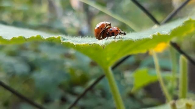 Как размножаются божьи коровки смотреть онлайн