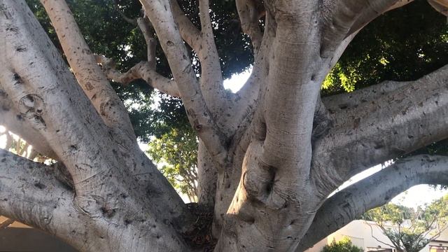 Encinitas Ficus -with PRO TREES - Ask an Arborist - Downtown Encinitas - Part 2 смотреть онлайн