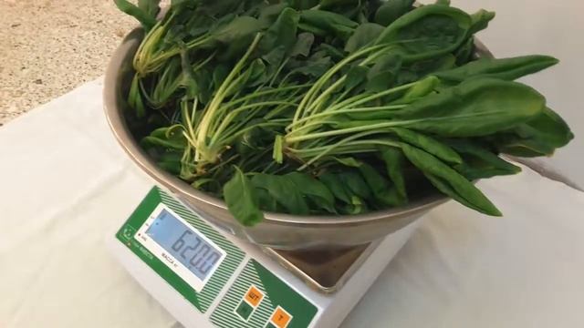 Эффективная аэропонная установка Аэро Флора для круглогодичного выращивания растений в помещениях смотреть онлайн