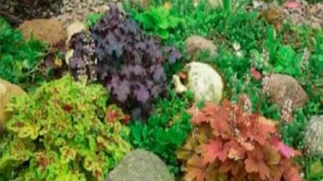 Гейхера. Цветы Гейхера смотреть онлайн