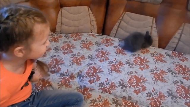 VLOG Декоративный кролик "Дымок" Играем вместе с кроликом.Decorative rabbit smoke. смотреть онлайн