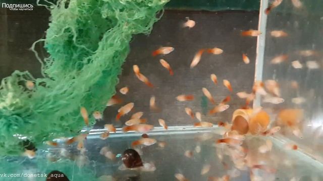 советы как развести рижскую пецилию, Xiphophorus maculatus, Zierfische, Ryby akwarystyczne, 產卵魚 смотреть онлайн